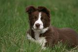 BORDER COLLIE 1564
